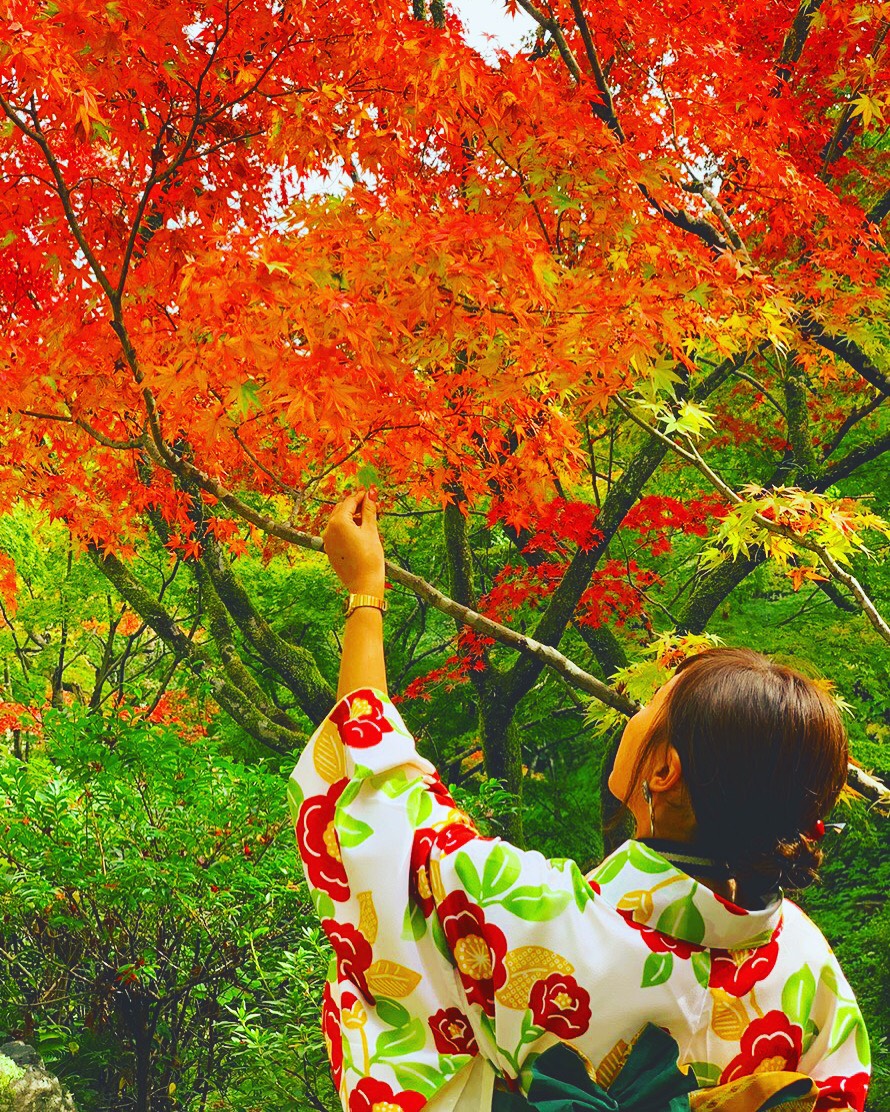 紅葉のシーズンヽ(´▽`)/
