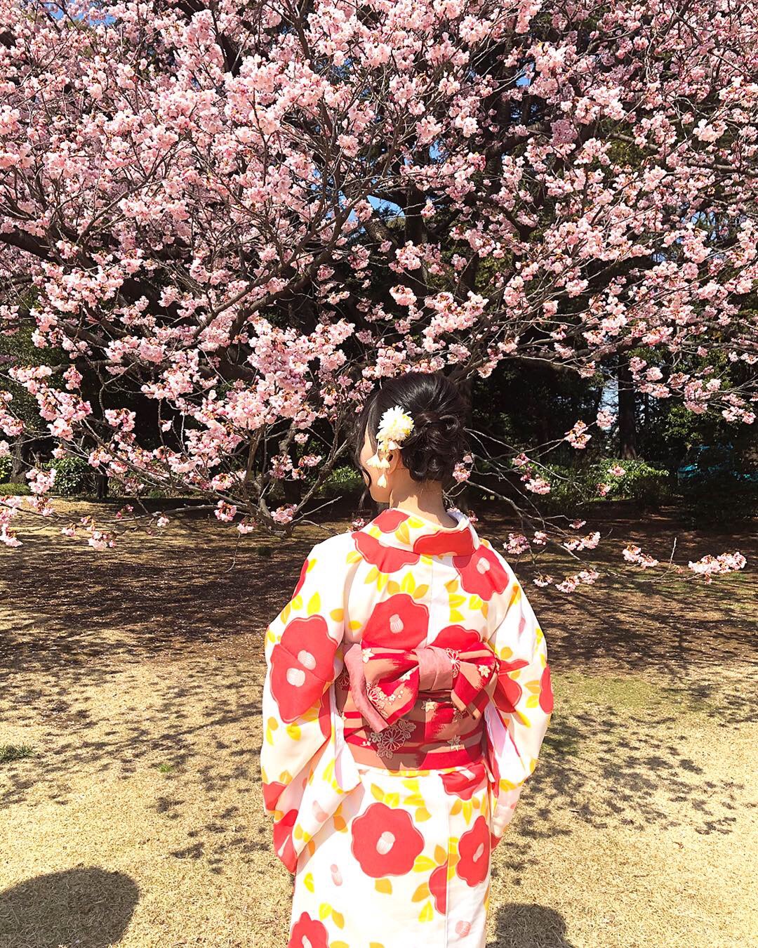 新宿御苑の桜