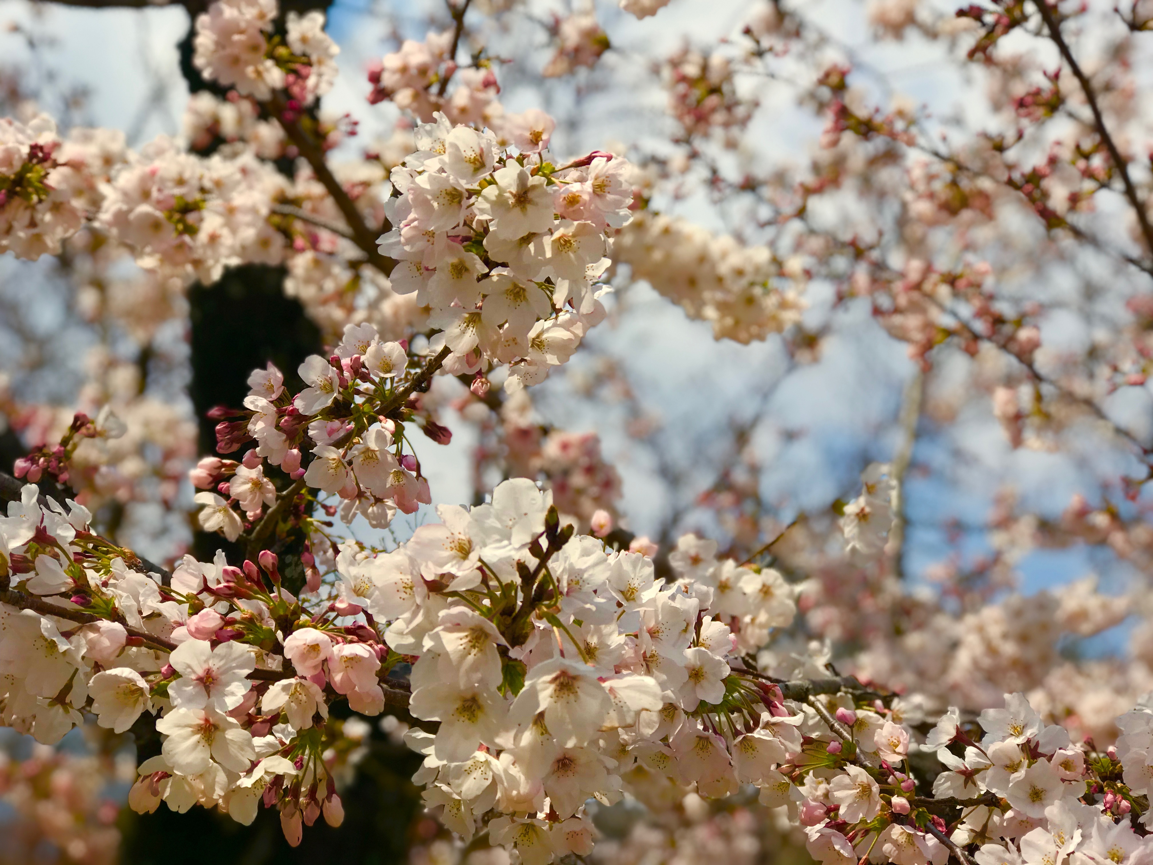 桜♪