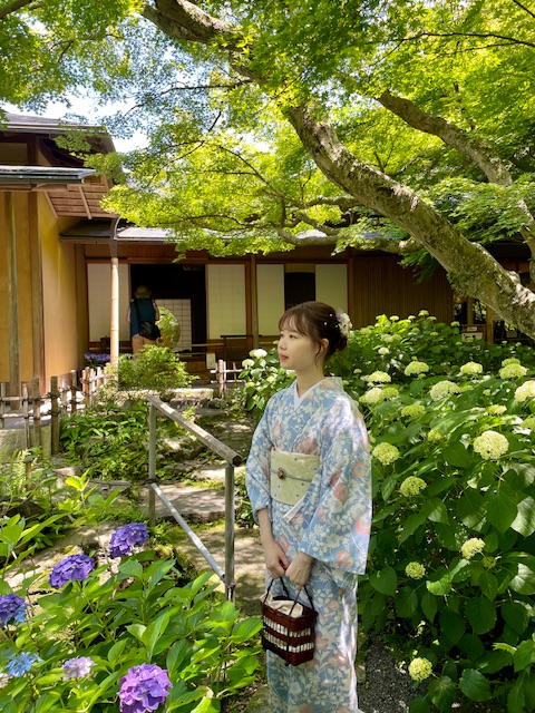  鎌倉駅前店着物レンタルVASARA 紫陽花が見頃を迎えています！